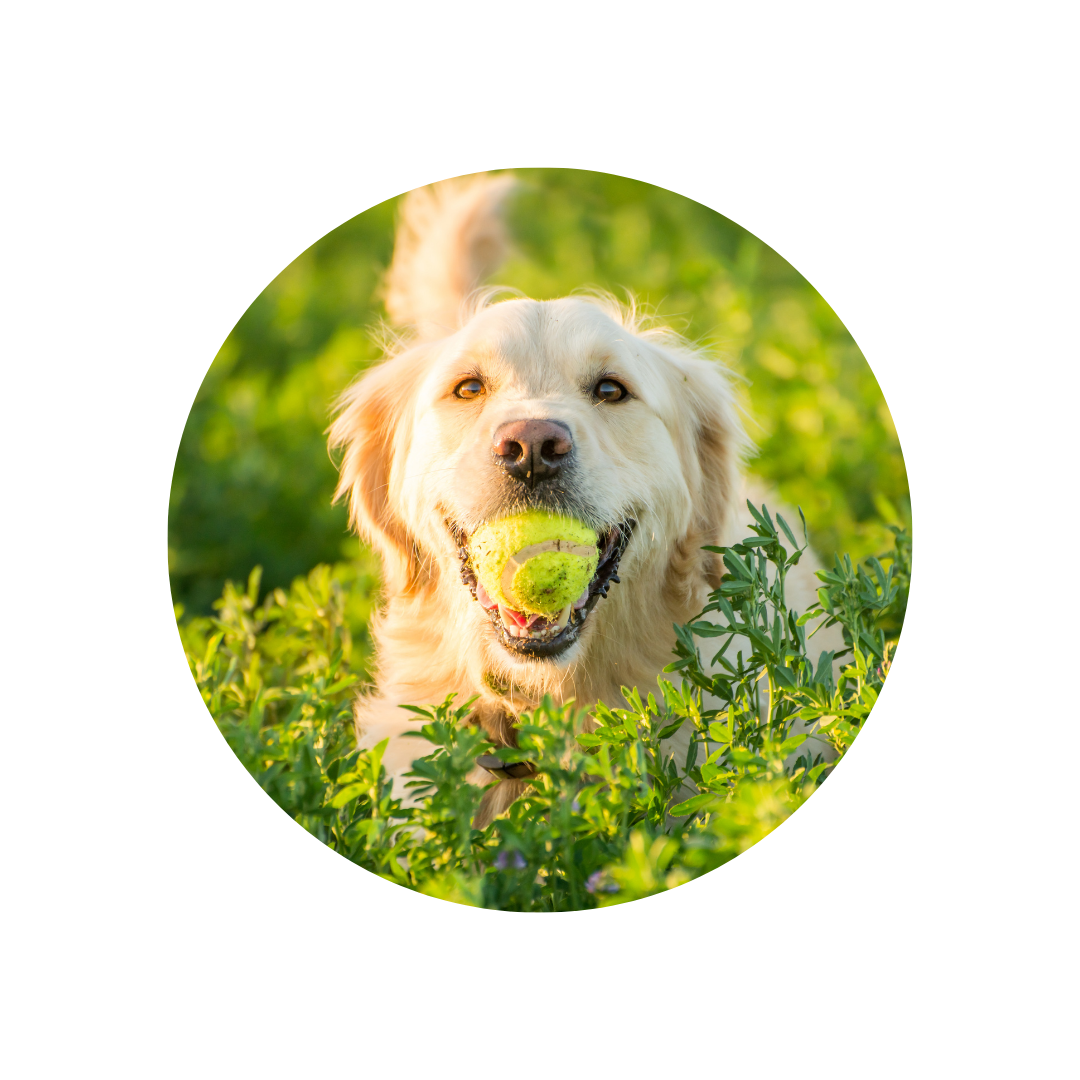 Safety Study of Cannabidiol Products in Healthy Dogs