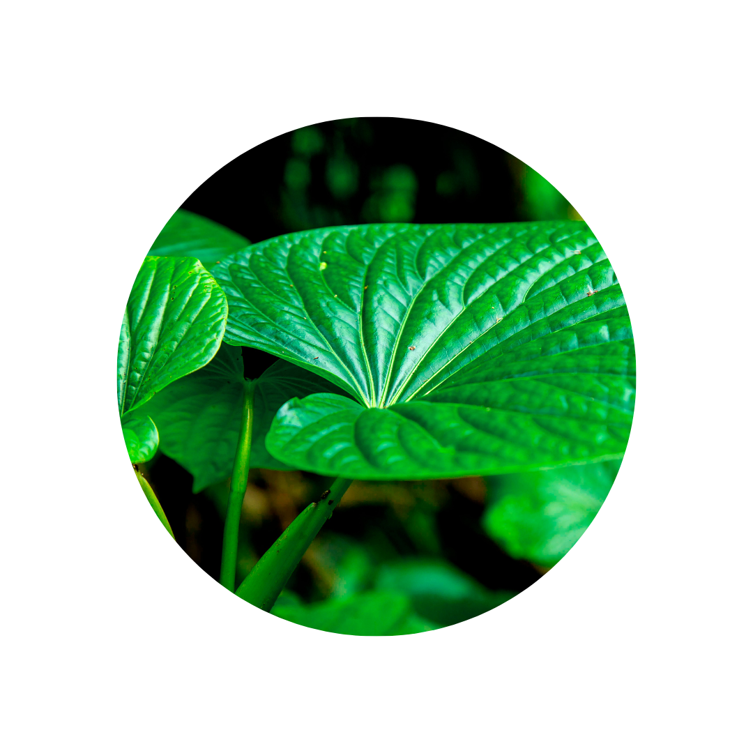 The Safety of Multiple-Dose Liquid Blend Containing Kava and Kratom in Healthy Adults