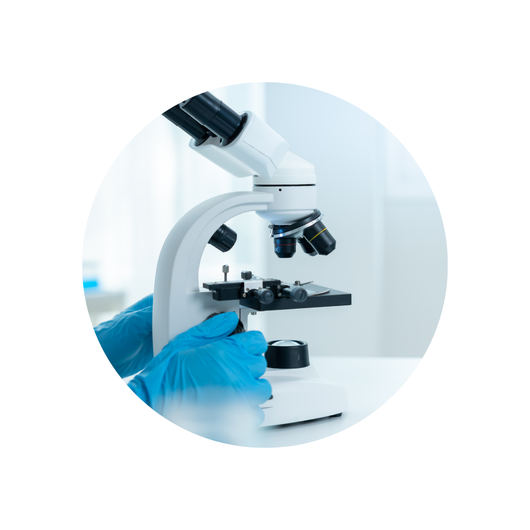 Toxicity Investigations of (R)-3-Hydroxybutyrate Glycerides In Vitro and in Male and Female Rats