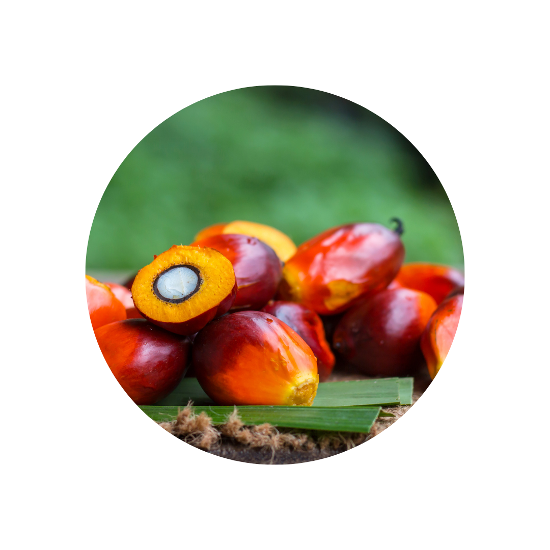 Palm Fruit Bioactive Complex (PFBc), a Source of Polyphenols, Demonstrates Potential Benefits for Inflammaging and Related Cognitive Function