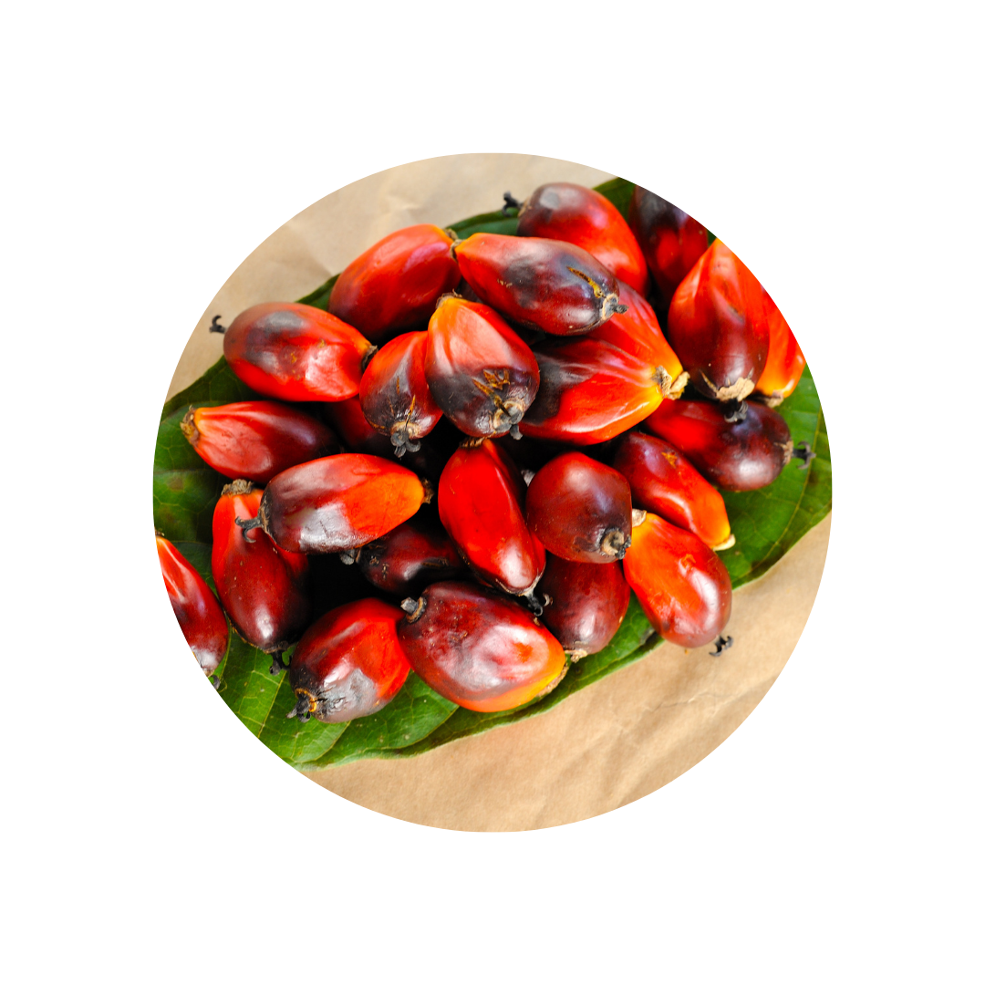 Physical, Psychological, and Biochemical Effects of Palm Fruit Bioactive complex (PFBc) (Elaeis guineensis)