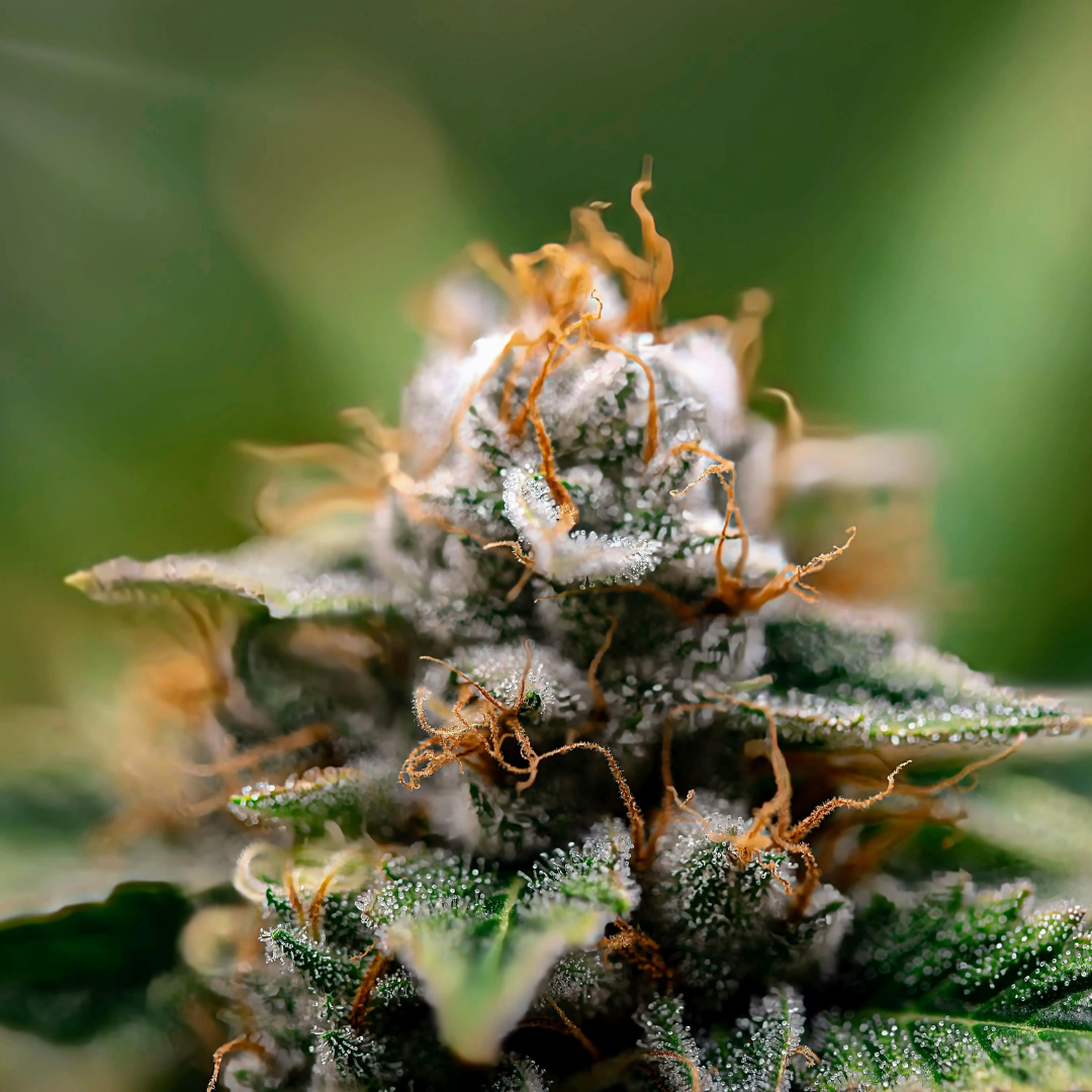 Comparative Pharmacokinetics and Safety of Cannabidiol in a Powder Formulation, CBtru®, vs an Oil-Based Formulation, Epidyolex®, Under Fasted and Fed Conditions in Healthy Participants: A Randomized Open-Label Cross-Over Phase I Study