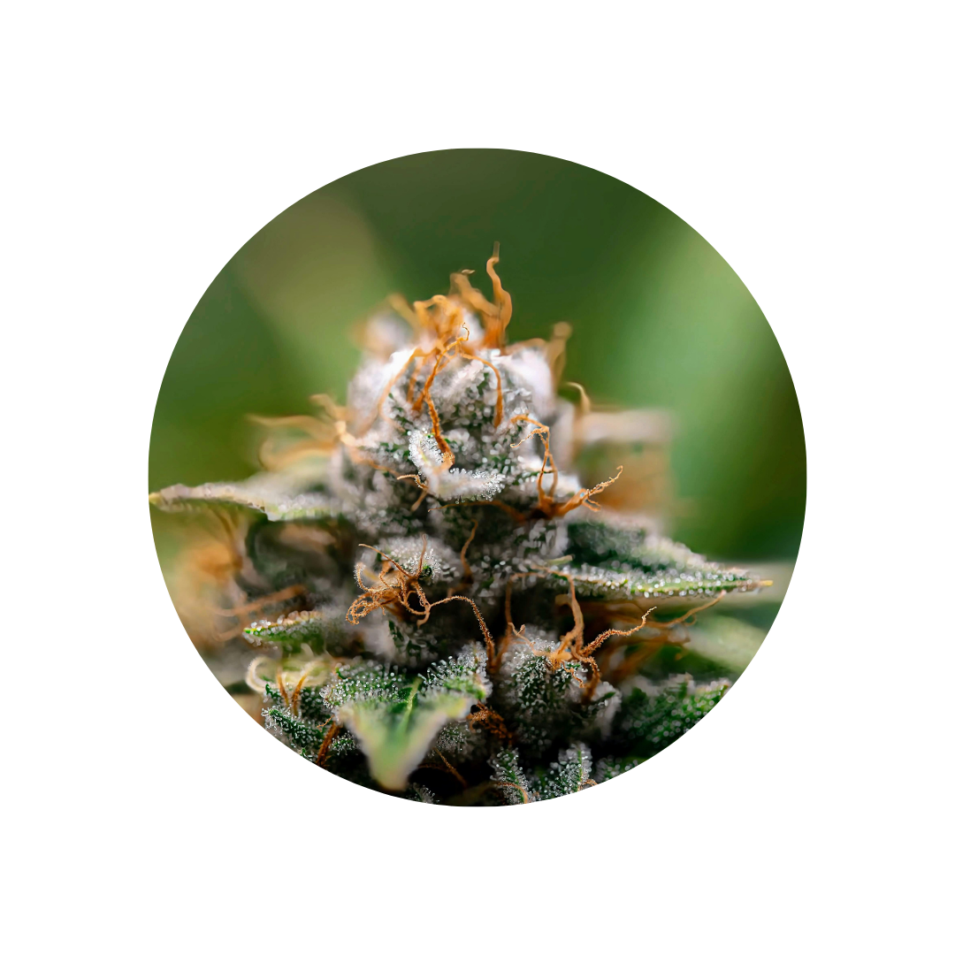 Comparative Pharmacokinetics and Safety of Cannabidiol in a Powder Formulation, CBtru®, vs an Oil-Based Formulation, Epidyolex®, Under Fasted and Fed Conditions in Healthy Participants: A Randomized Open-Label Cross-Over Phase I Study